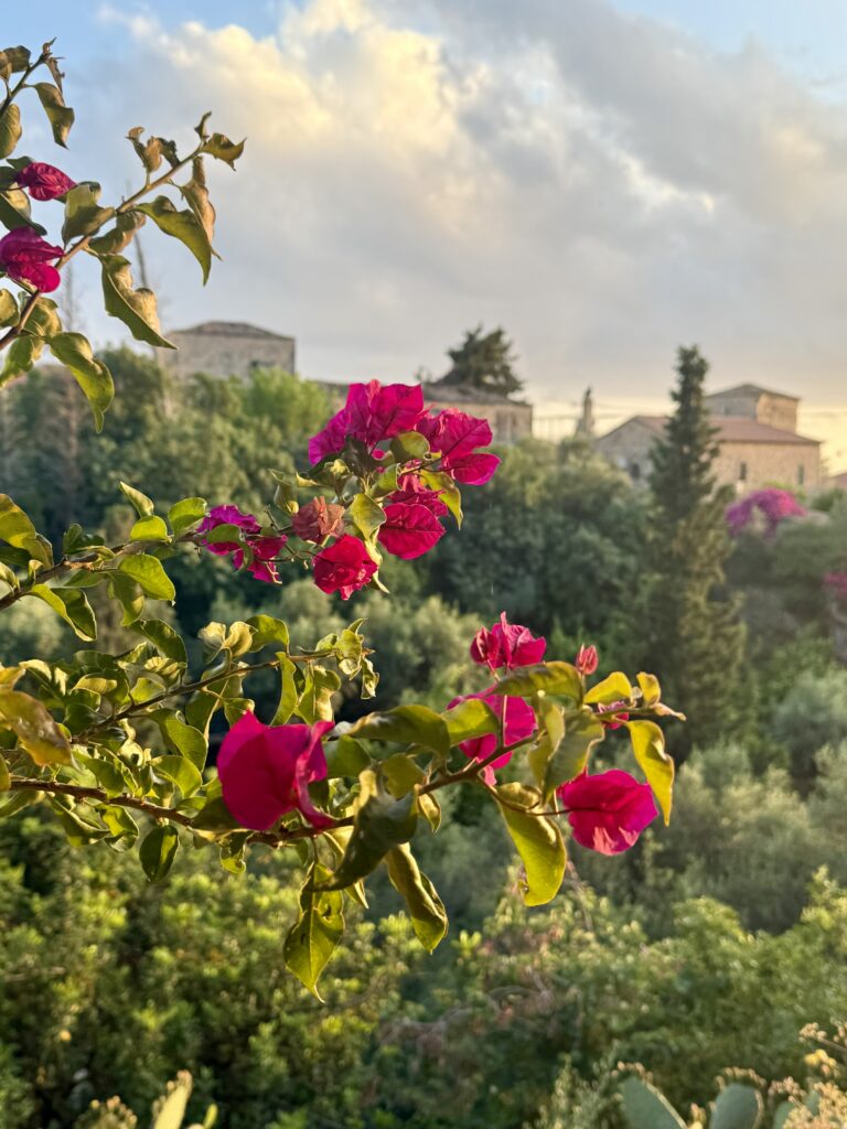IMG_8343